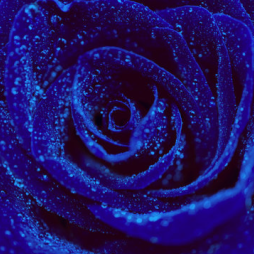 Blue rose