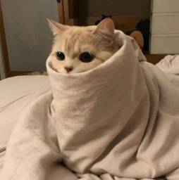 Cat wrapped in a blanket