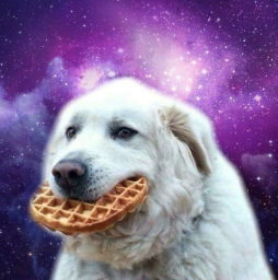 Dog eating waffle