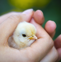 Holding a chick