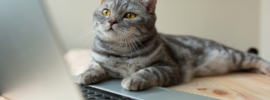 How to Find the File Location for Stray