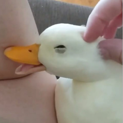 Petting a duck